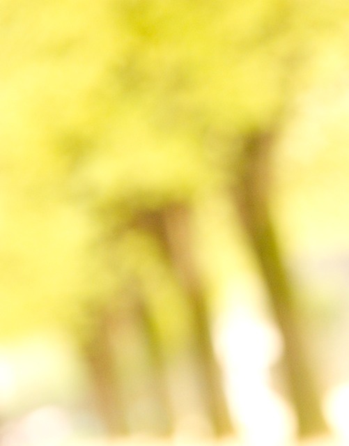 fluffy trees notre dameA