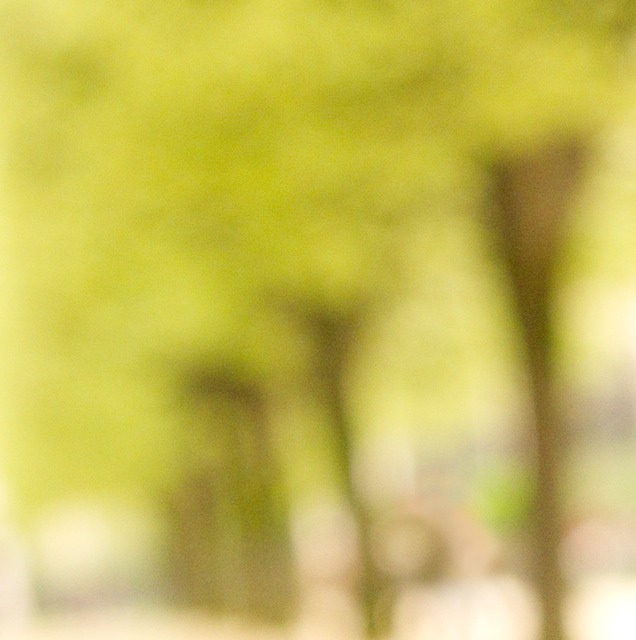 line trees notre dame