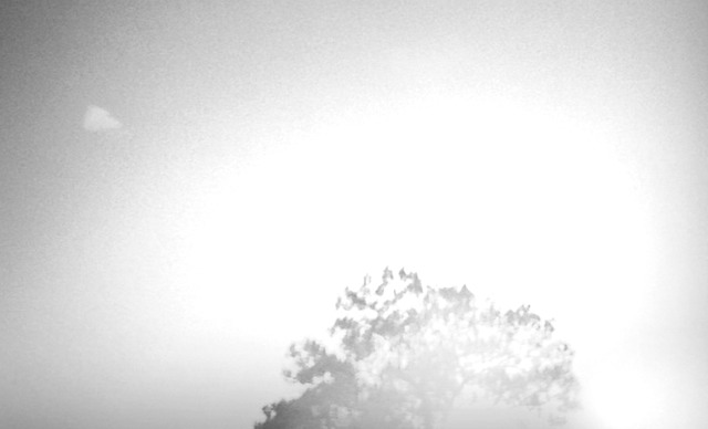 low lone tree b&w xams 2010 try 10a