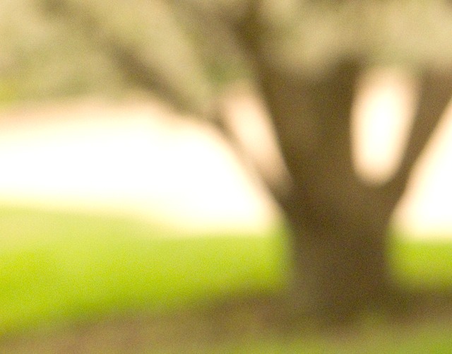 white tree CU PlantesA